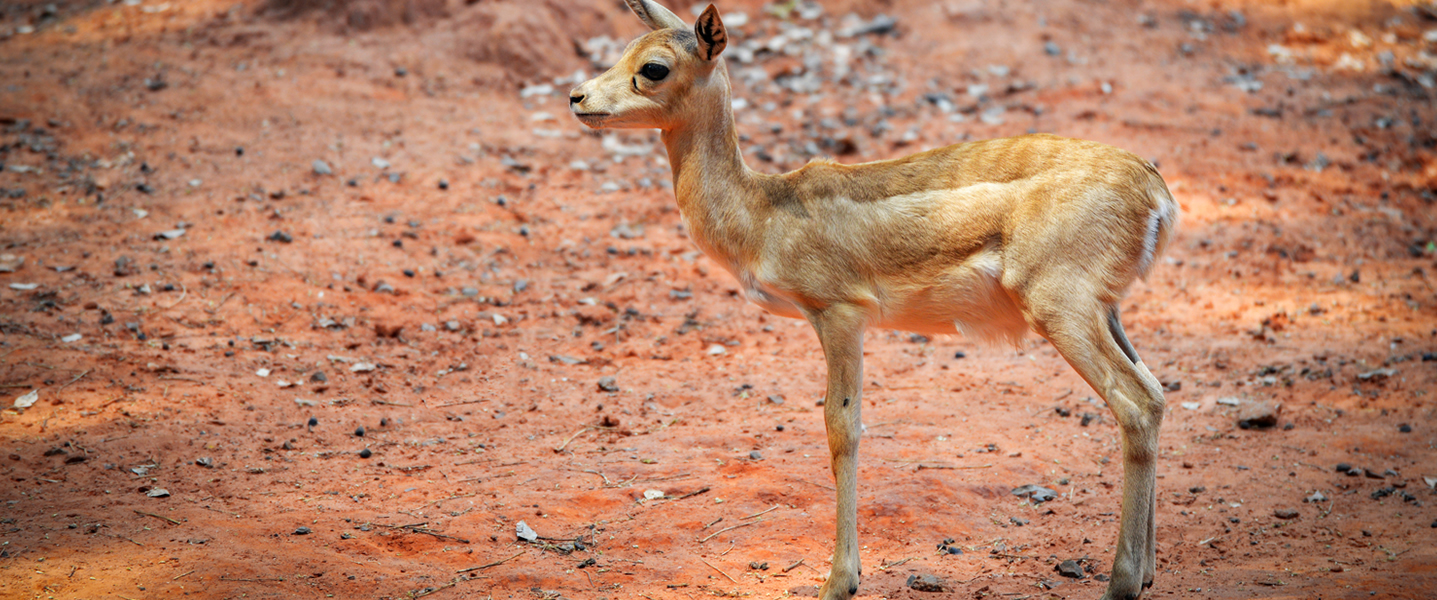2 Days Tsavo East & West Safari