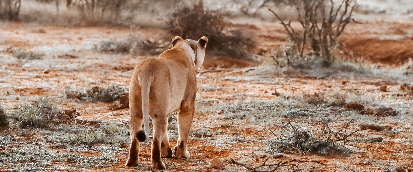 3 Days Tsavo East & Amboseli Safari
