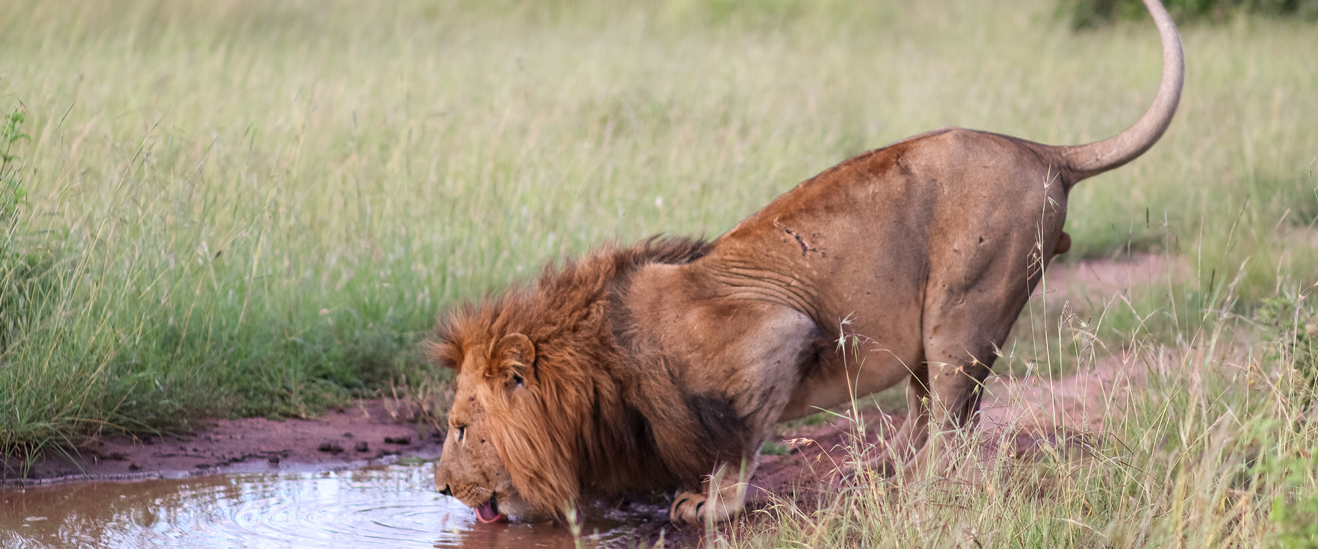 5 Days Taste of Tsavo & Kilimanjaro