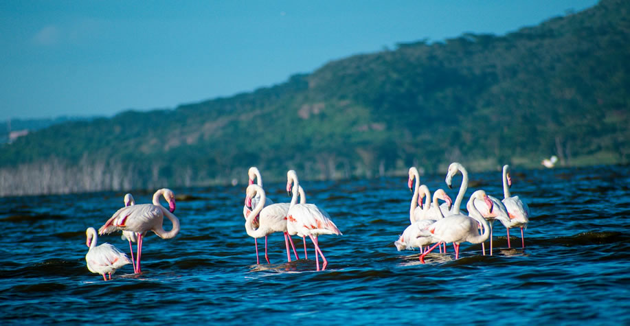 Lake Nakuru