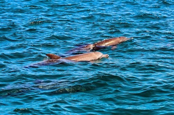 Snorkeling & Dolphin Watching at Malindi Marine Park (Safari Blue)