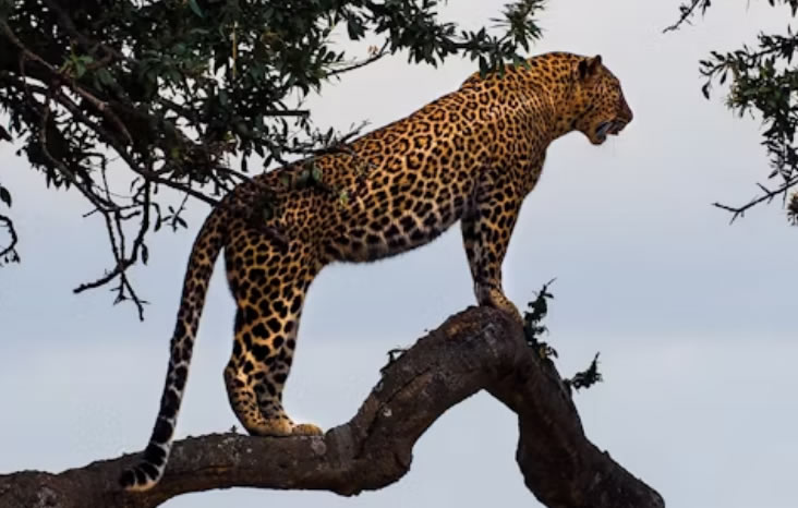 Masai Mara