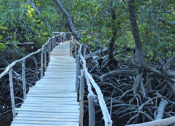 Mida Creek Canoe & Boardwalk Tour