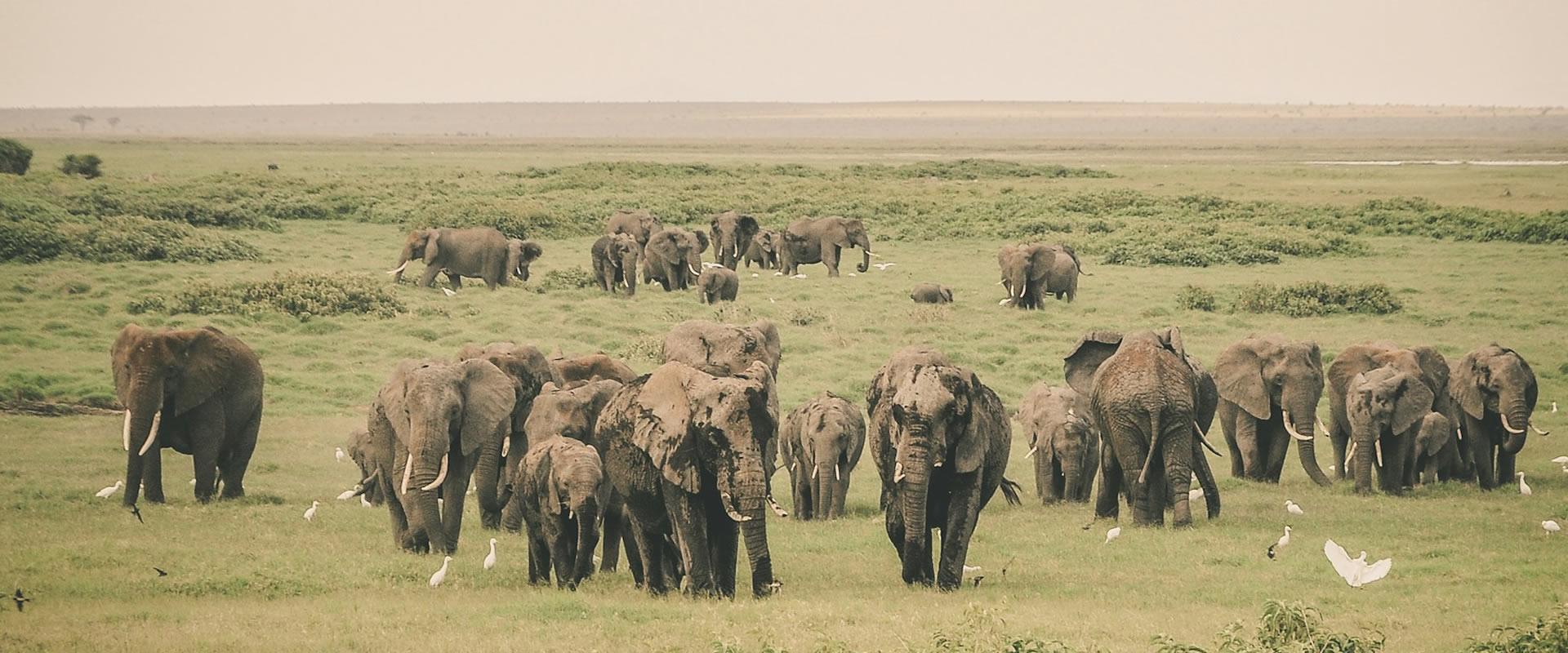 Serengeti