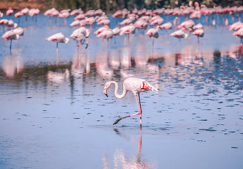 2_days_lake_nakuru