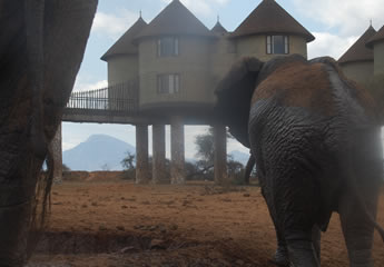 3 Days Tsavo West & Taita Hills_Saltlick