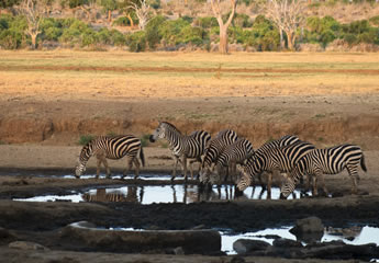 4 Days Tsavo West, Amboseli & Taita Hills Saltlick