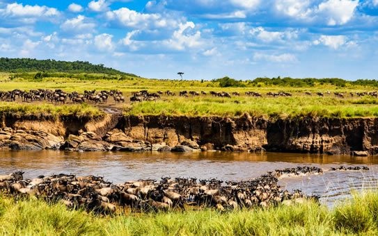 4 days Masai Mara Wildebeest Migration Safari