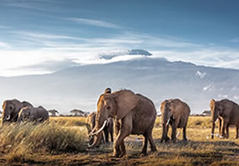 5_days_amboseli_tsavo_safaris