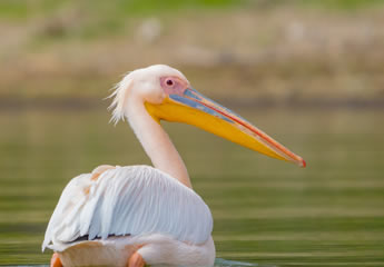 9 Days Amboseli, Lake Nakuru, Lake Bogoria, Masai Mara and Lake Naivasha Safari