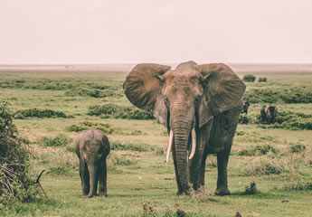 Amboseli National Park