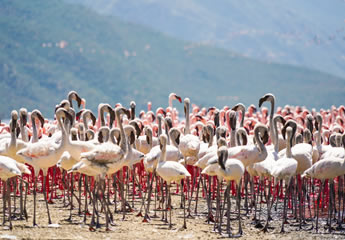 Lake Bogoria